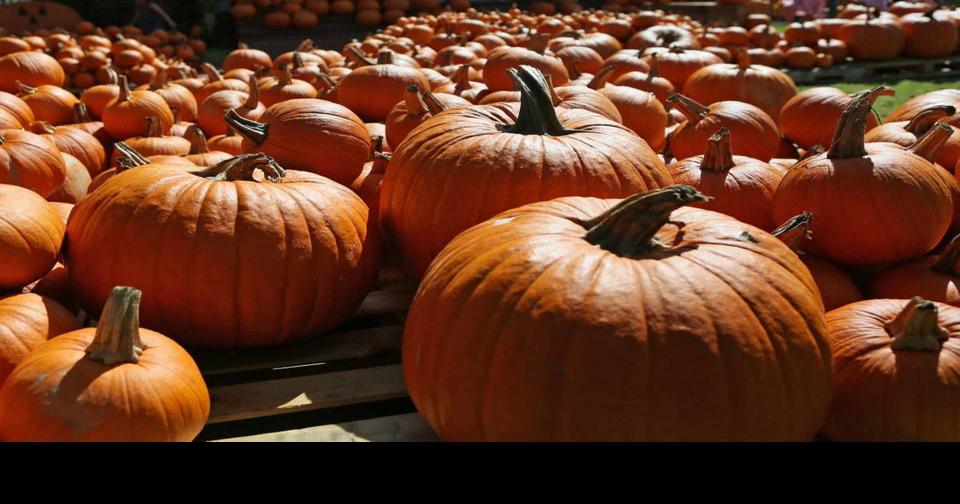Pumpkin patches to visit in and around New Orleans Archive
