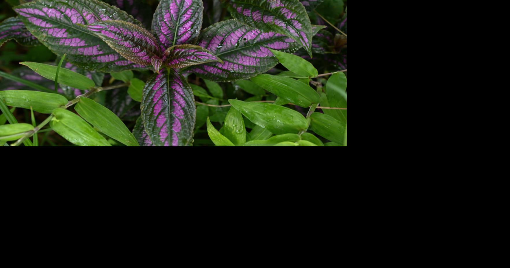 This purple plant has 'one of the most beautiful tropical foliage' for south Louisiana homes