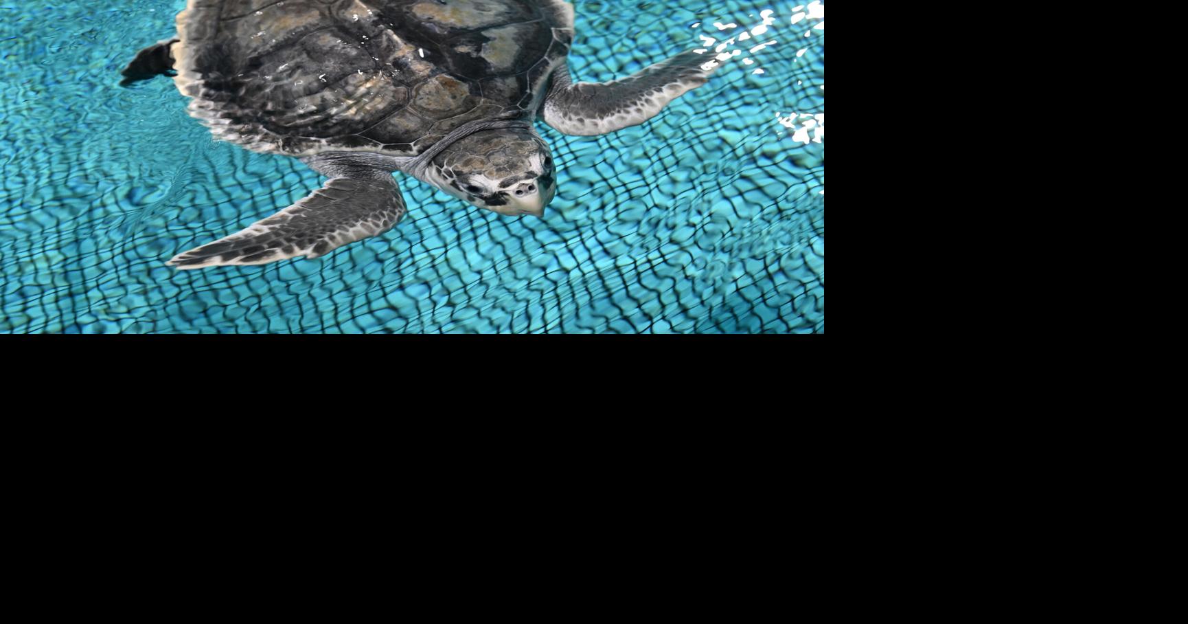 Audubon center offers life-saving care for endangered sea turtles ...