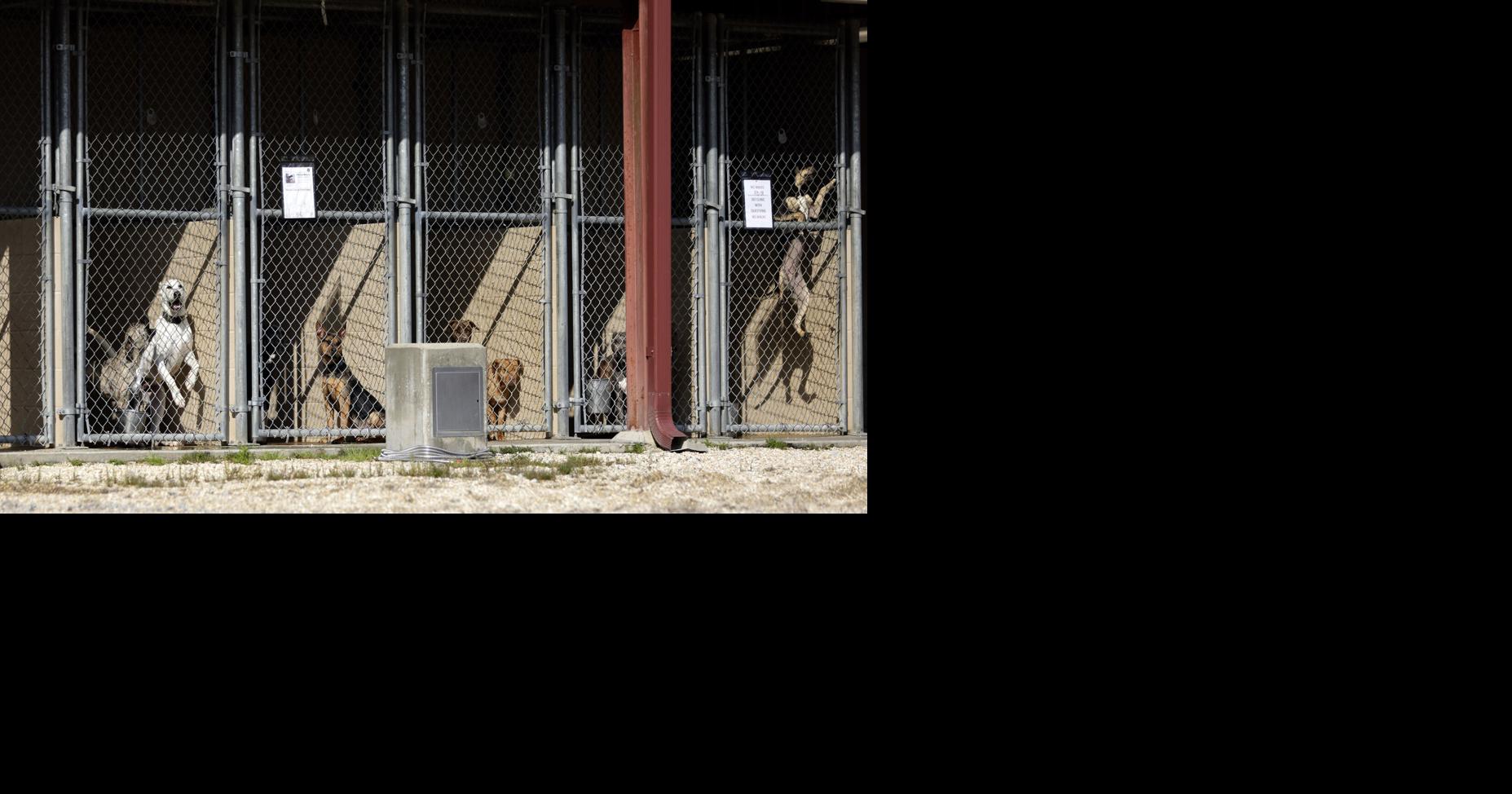 St. Tammany Parish considers a pet spay or neuter mandate | One Tammany