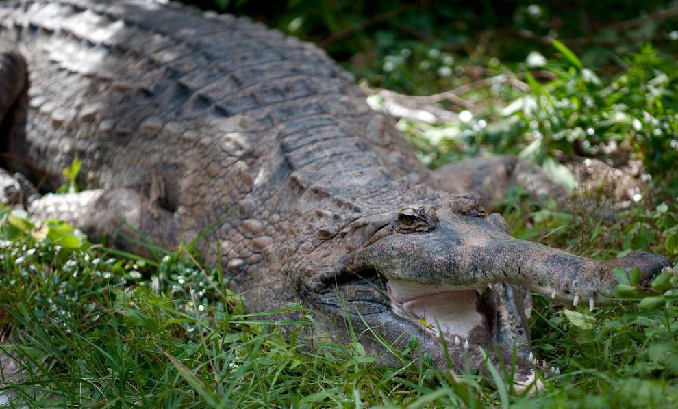 Rare crocodiles hatch at Audubon Zoo | News | nola.com