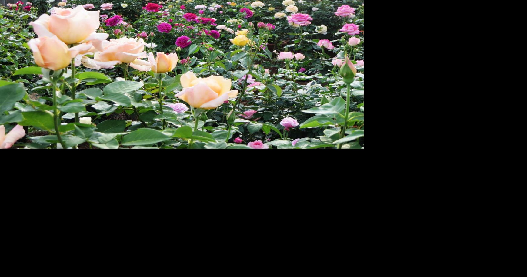 Colorful, edible plants and flowers complement blooming roses | Home ...