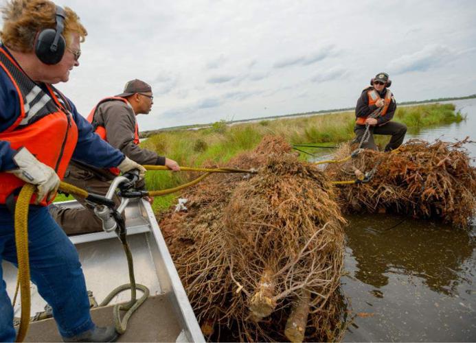 Christmas tree recycling to benefit local coastal restoration projects