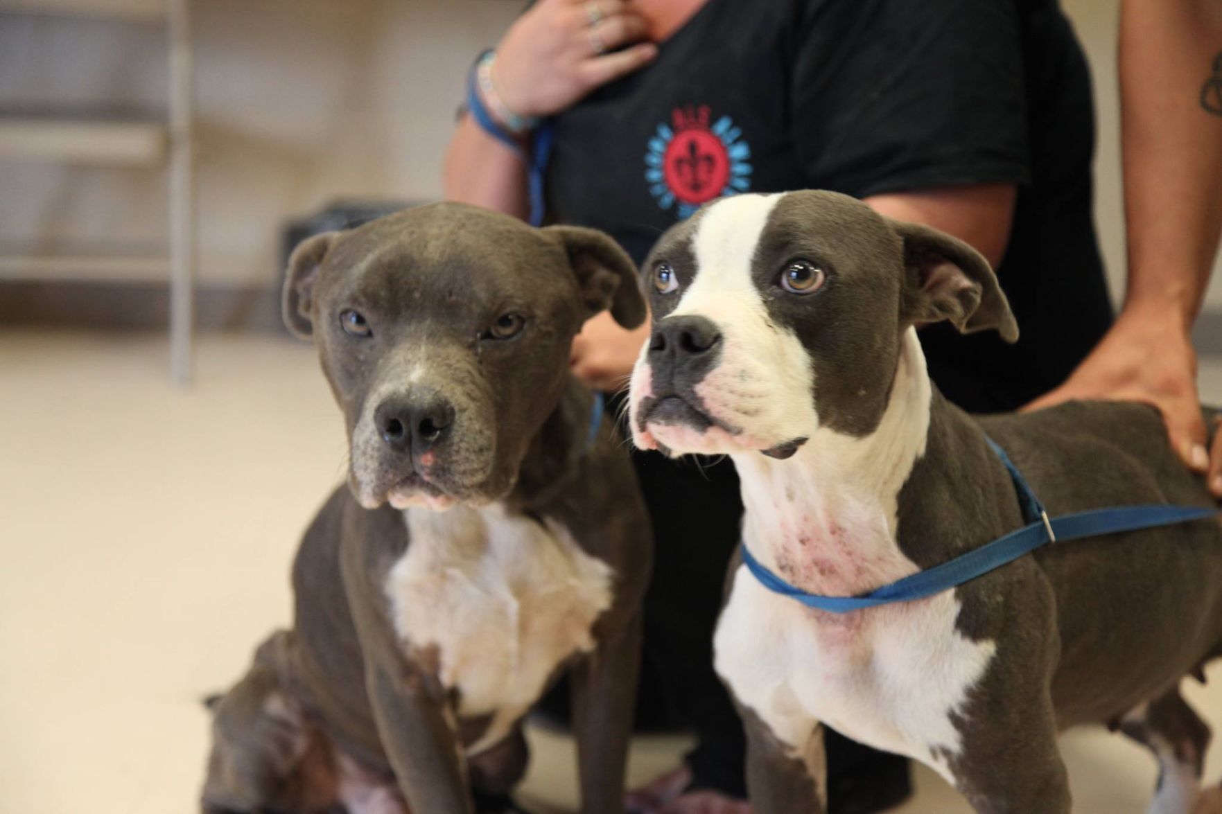 Nola store blue pitbulls