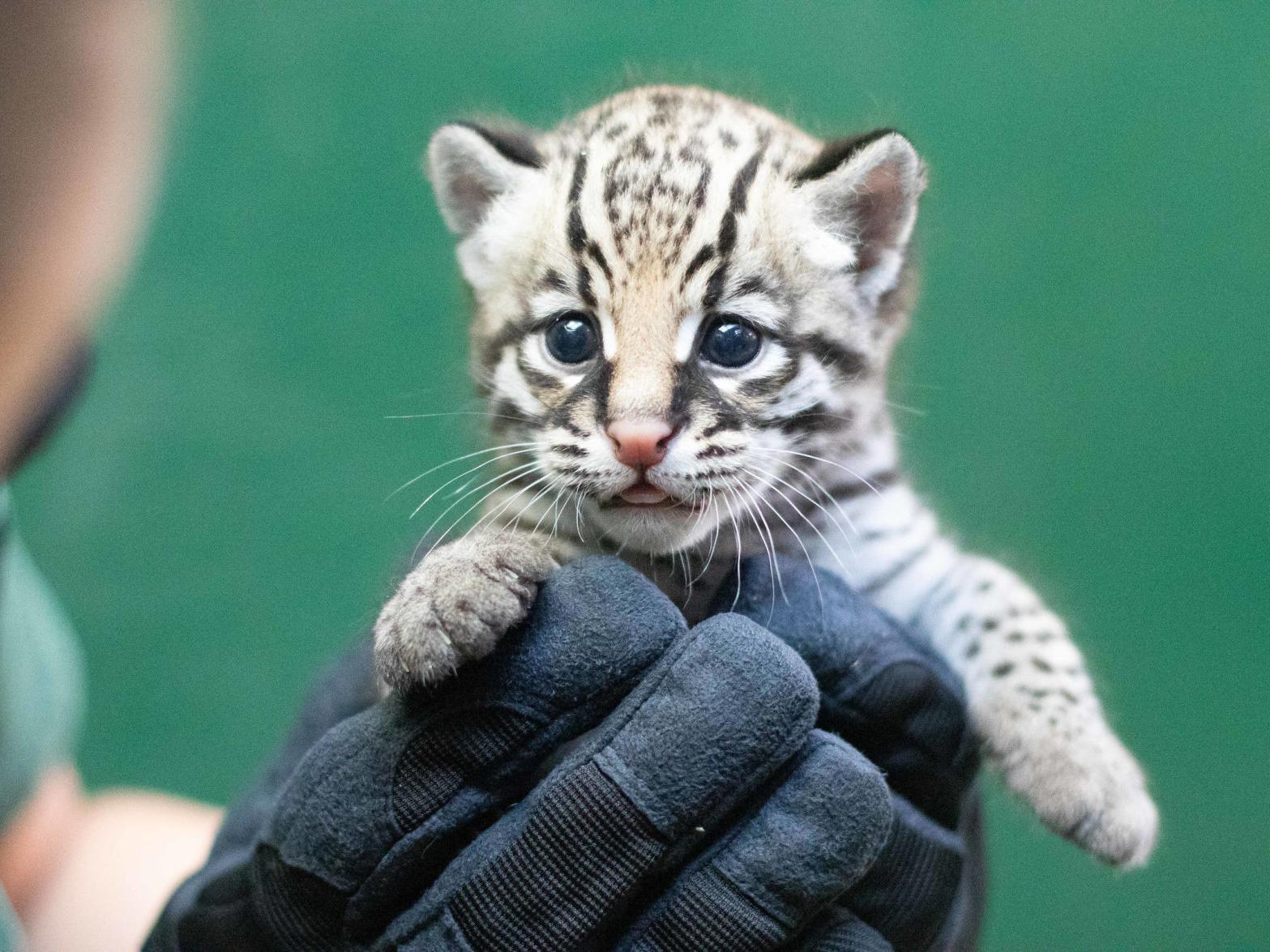 Dapple Coated Ocelot Kitten Is Born At The Audubon Zoo As Part Of A Species Survival Plan Entertainment Life Nola Com Dapple Coated Ocelot Kitten Is Born At The Audubon Zoo As Part Of A Species Survival Plan Entertainment Life Nola Com