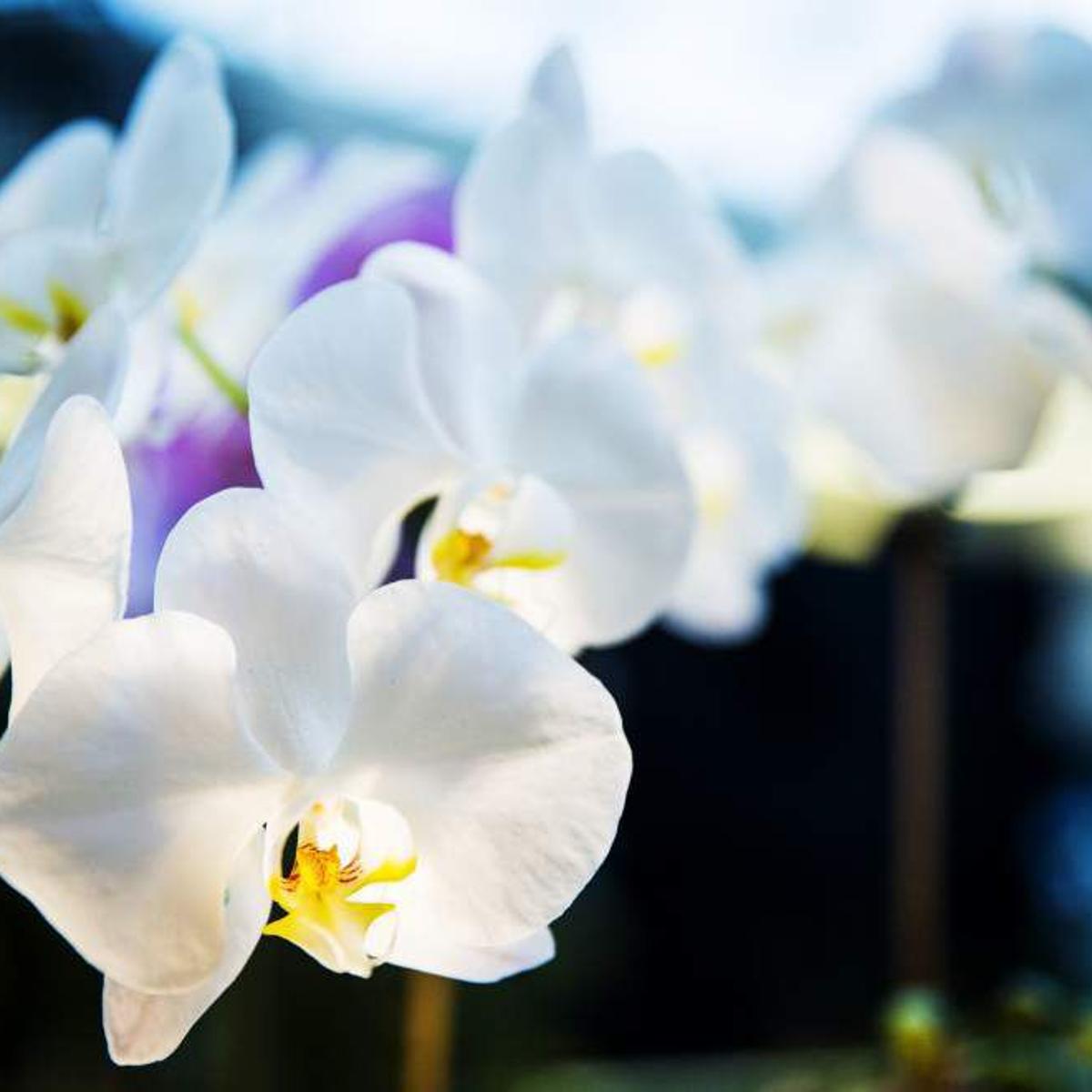 Stephanie Bruno How To Repot Those Fragile Add Ice Orchids Home Garden Nola Com