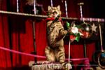 Tuna and the Rock-cats, all-feline band coming to 'Mew Orleans'
