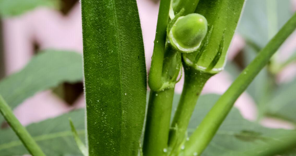Don't plant okra too soon -- the ground has to be warm enough, and other  garden tips from Dan Gill | Home/Garden | nola.com