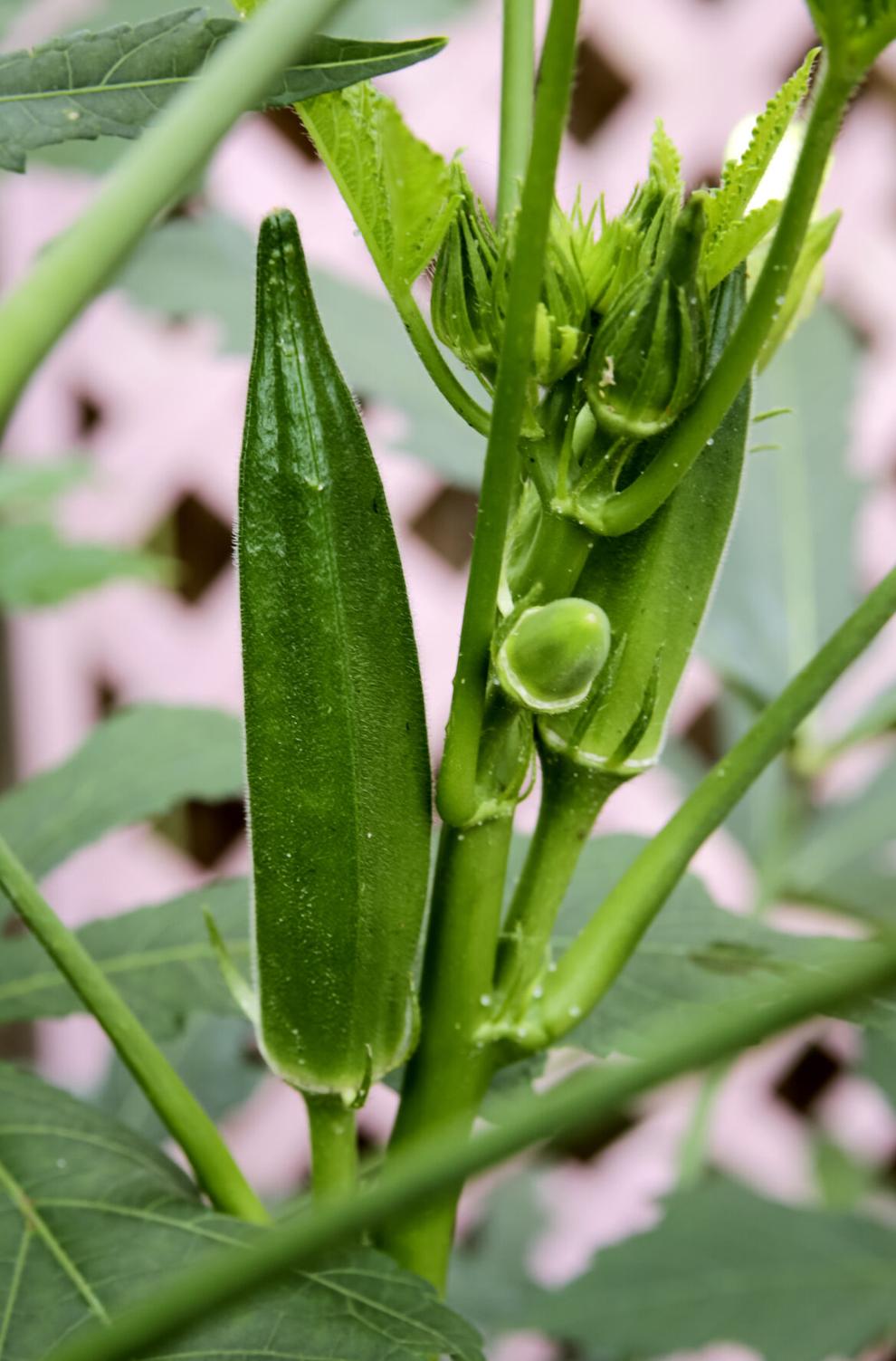 Don't plant okra too soon the ground has to be warm enough, and