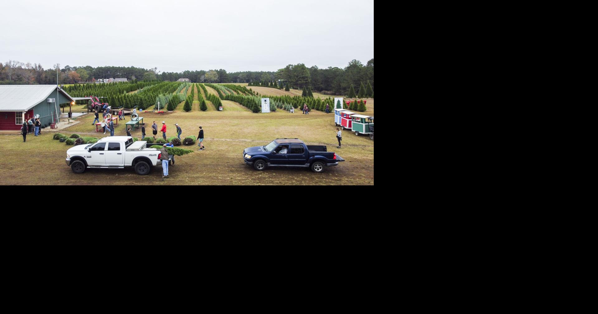 Where to buy real Christmas trees in New Orleans area Business News