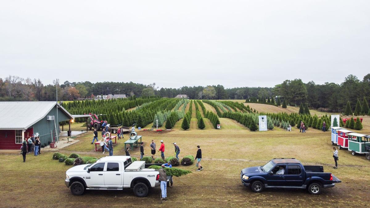 Where to buy real Christmas trees in New Orleans area Business News