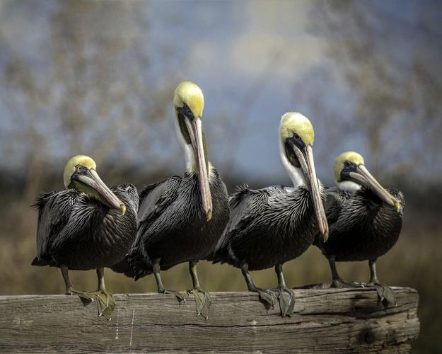 Slidell photographer John Paul Duet gets on knees to bring Louisiana