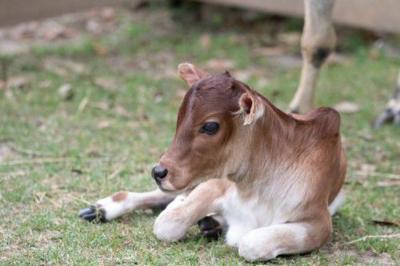 A Ray Of Sunshine Meet rush Audubon Zoo S Baby Zebu Calf The Latest Gambit Weekly Nola Com