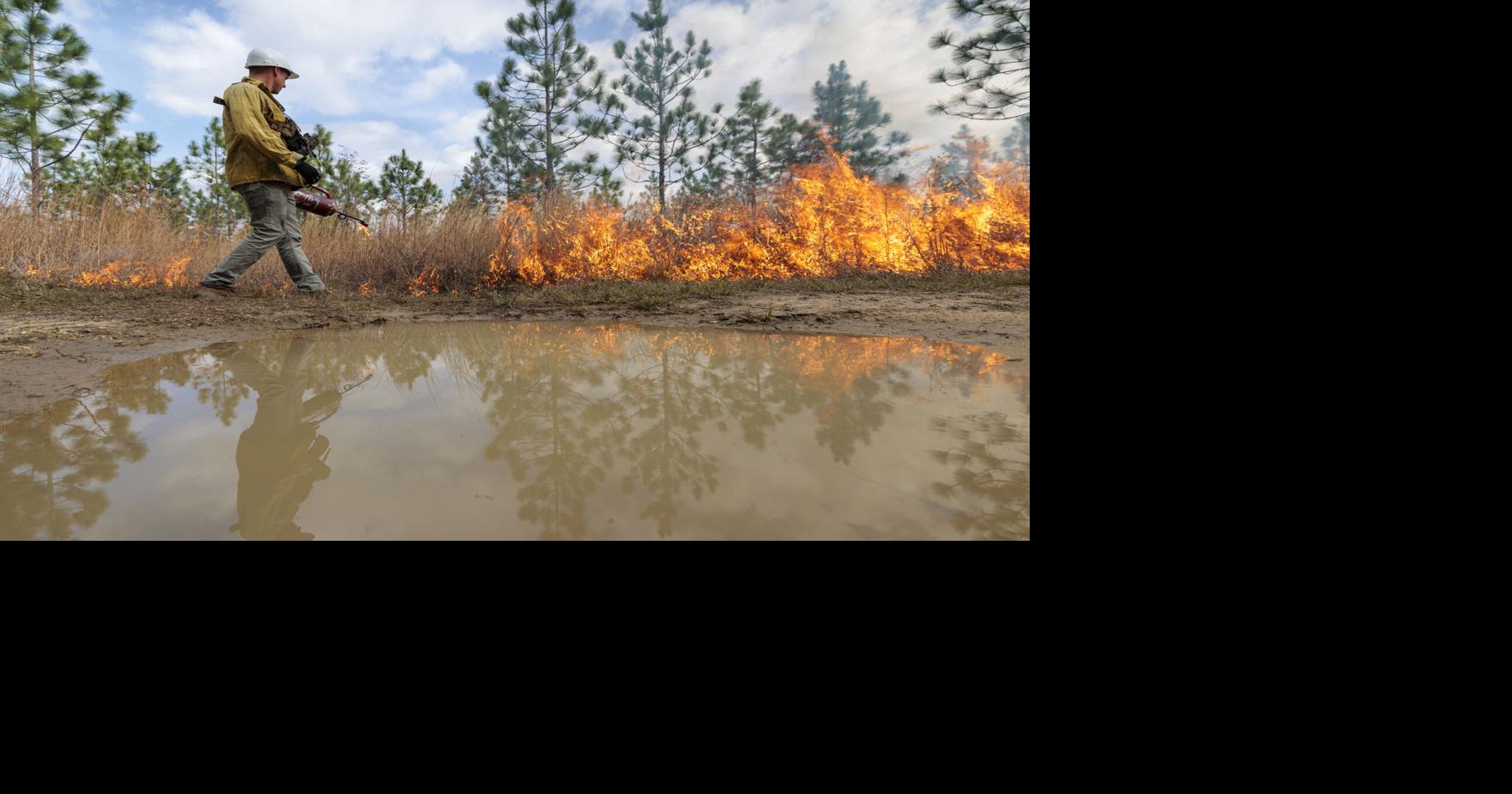 These majestic trees once towered over Louisiana. Can they be brought back?