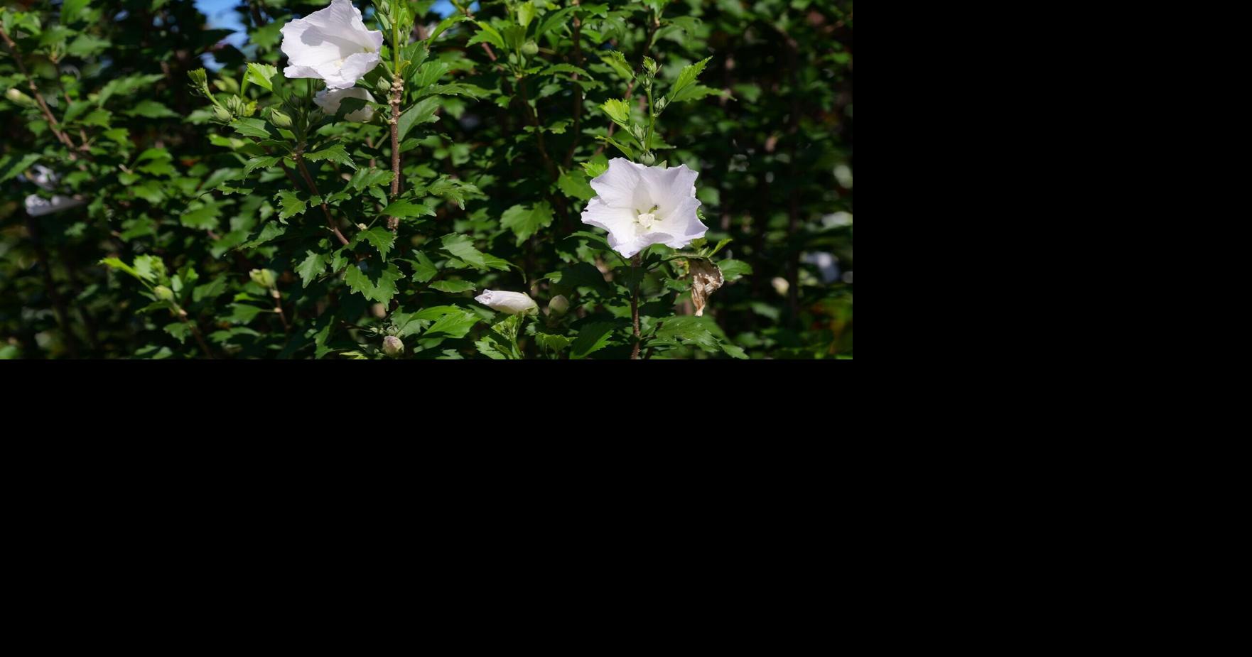 All about althea: This old garden favorite is worth revisiting. Here's why.
