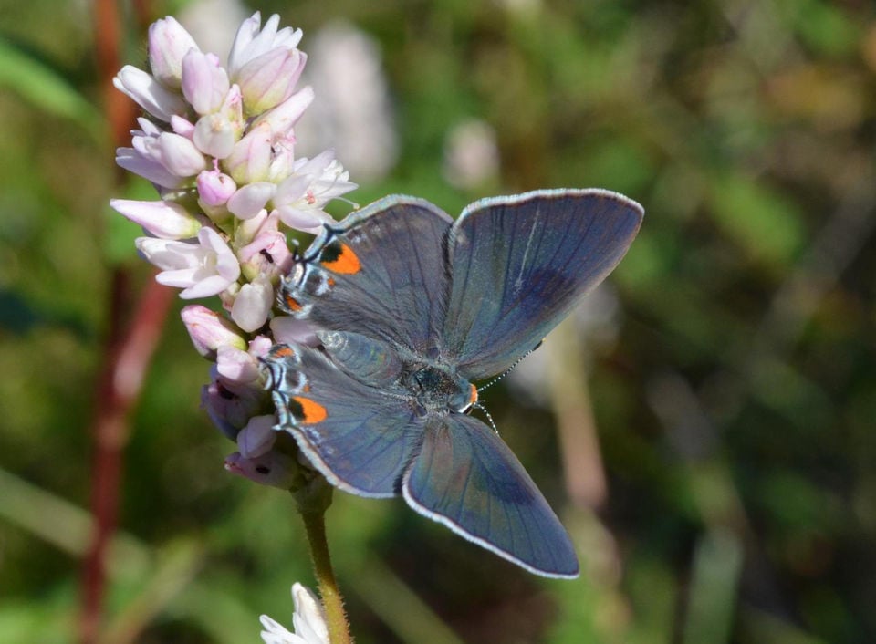 Louisiana butterflies See 28 winged beauties that call our state home