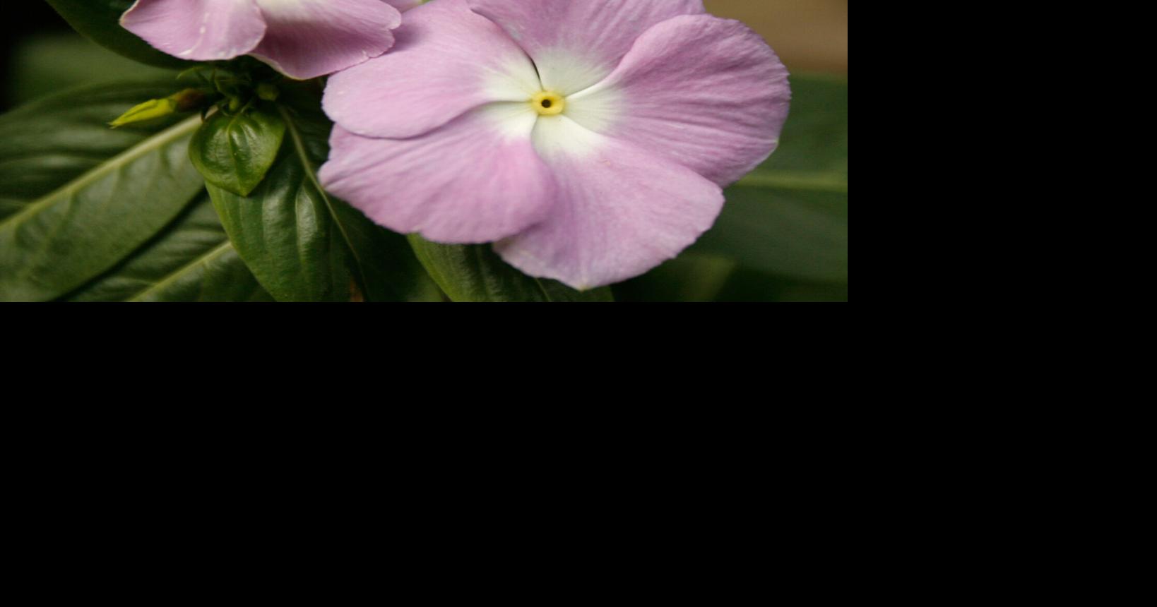 My vinca plant keeps dying. Do you know why? See Dan Gill's advice.