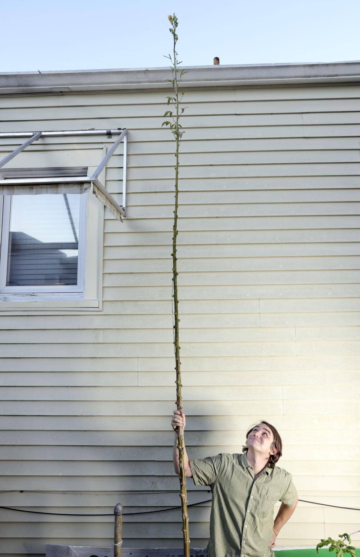 Jack and the Okra Stalk New Orleans man sets the record for world’s