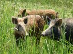 Three feral hogs