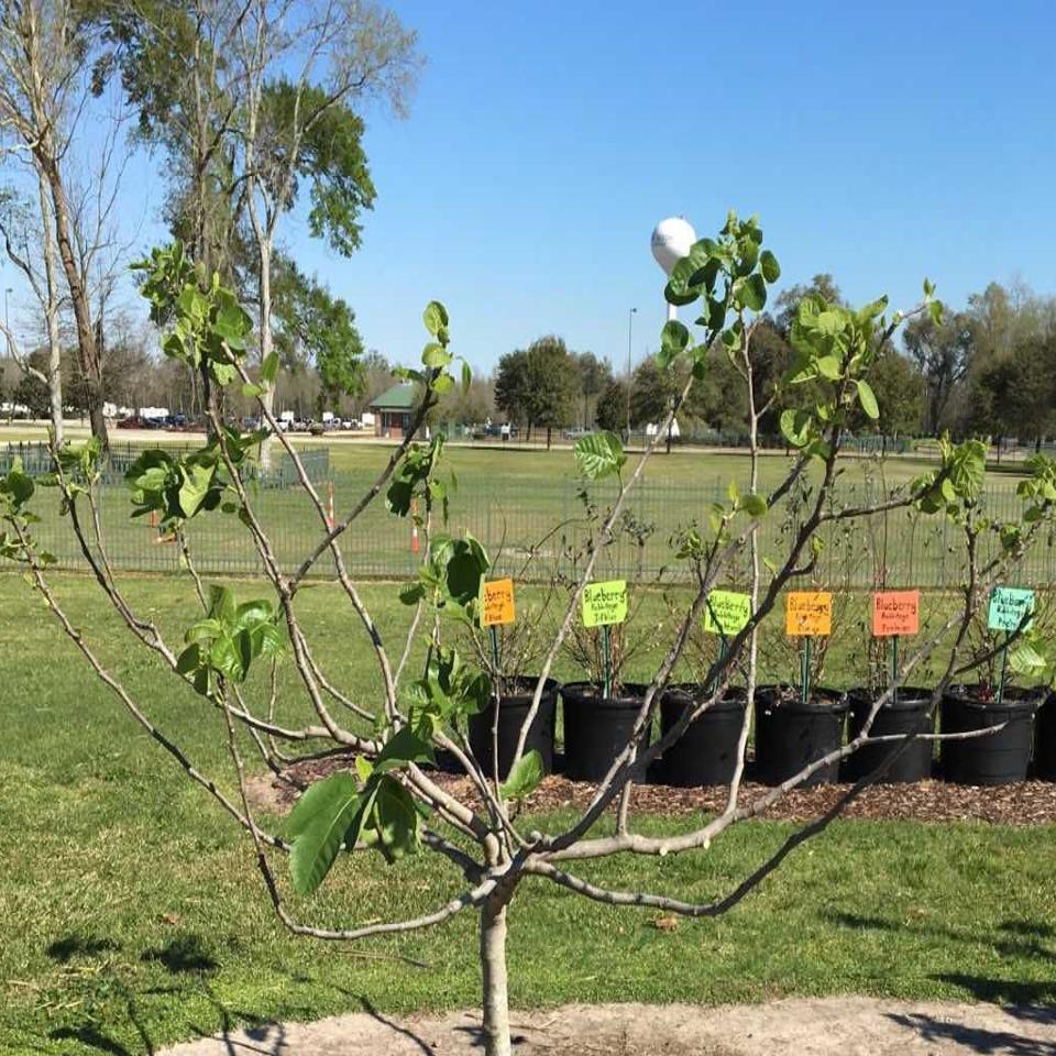 Digging Prune trees now for bountiful harvest next | Home/Garden nola.com
