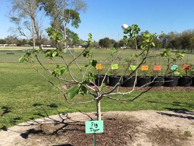 pruning fig trees in california
