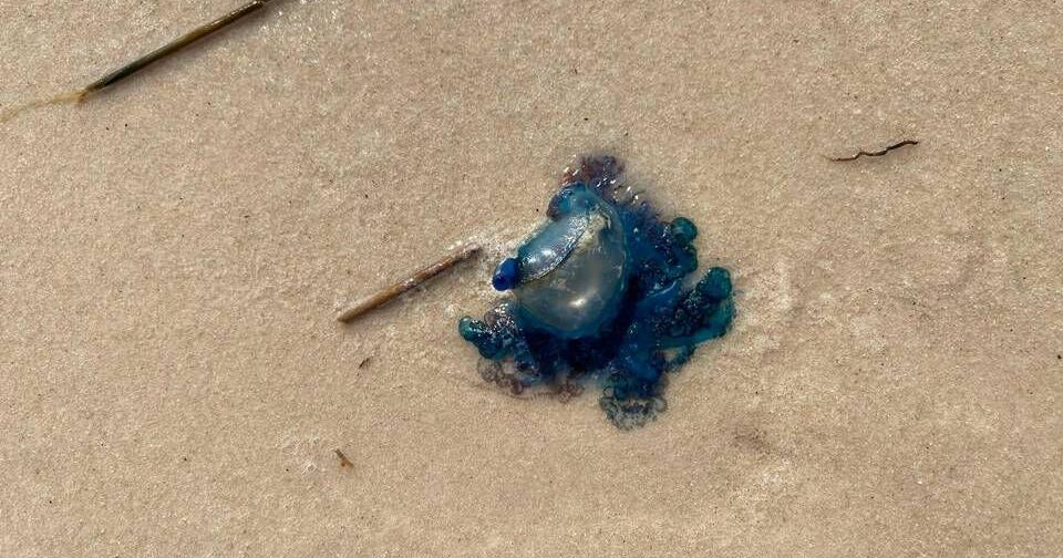 These colorful, venomous creatures are washing up on MS, AL, FL beaches. What are they?