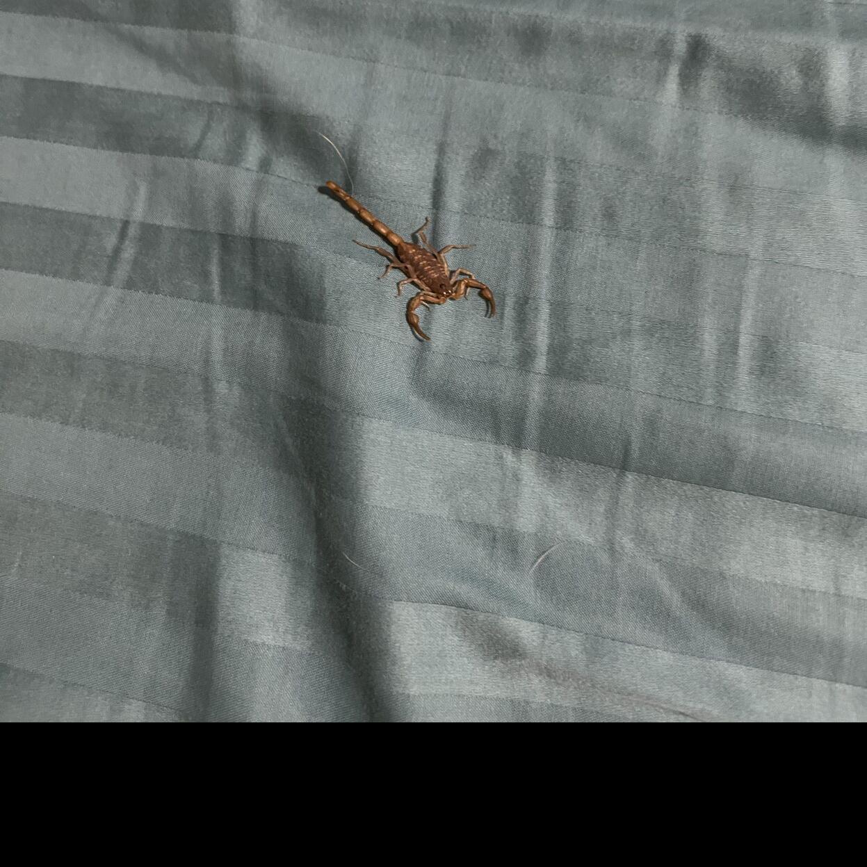 New Orleans Woman Finds Scorpion Under Pillow How Common Is Creepy Arachnid In Louisiana News Nola Com