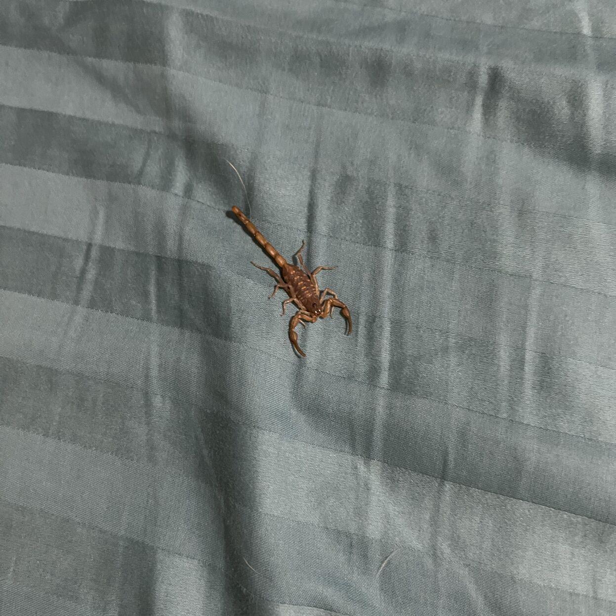 New Orleans Woman Finds Scorpion Under Pillow How Common Is Creepy Arachnid In Louisiana News Nola Com New Orleans Woman Finds Scorpion Under Pillow How Common Is Creepy Arachnid In Louisiana News Nola Com