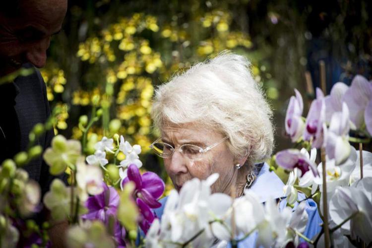 Photos New Orleans Orchid Show News