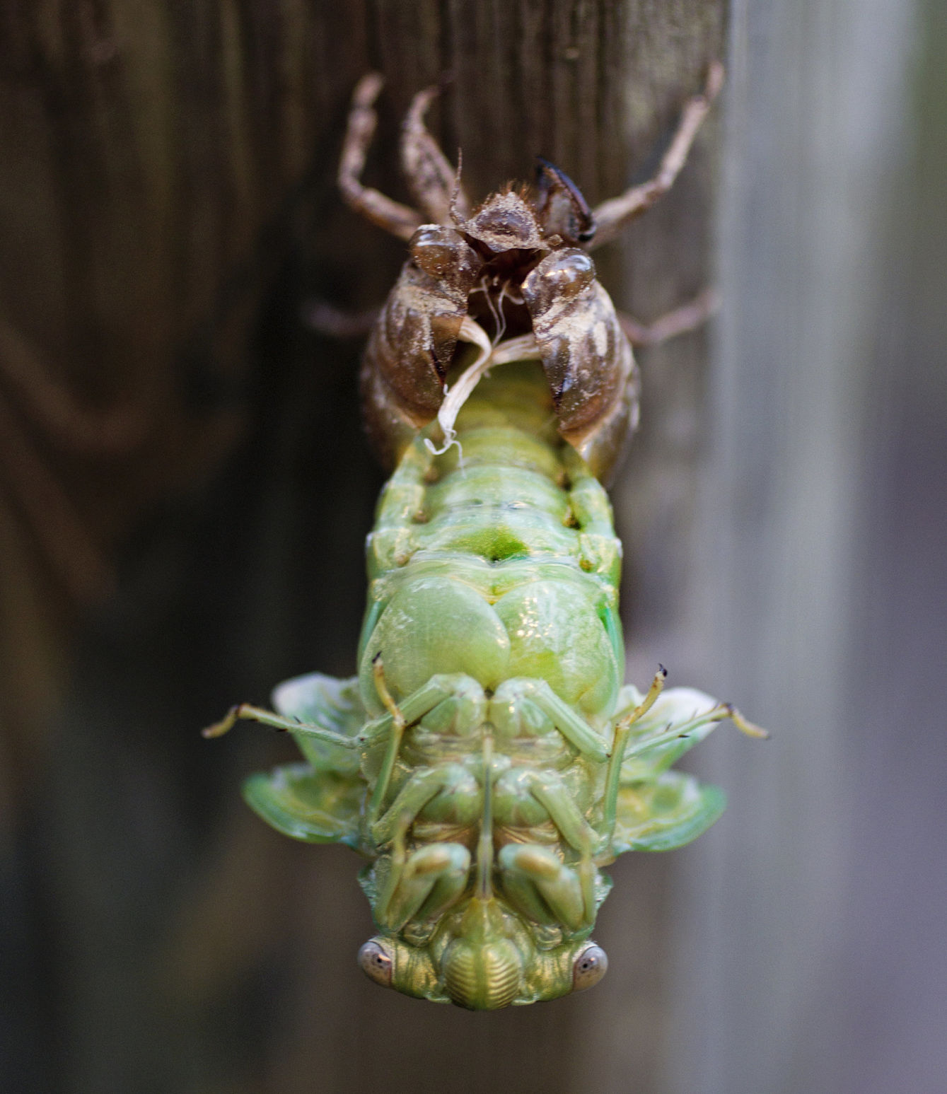cicada holes