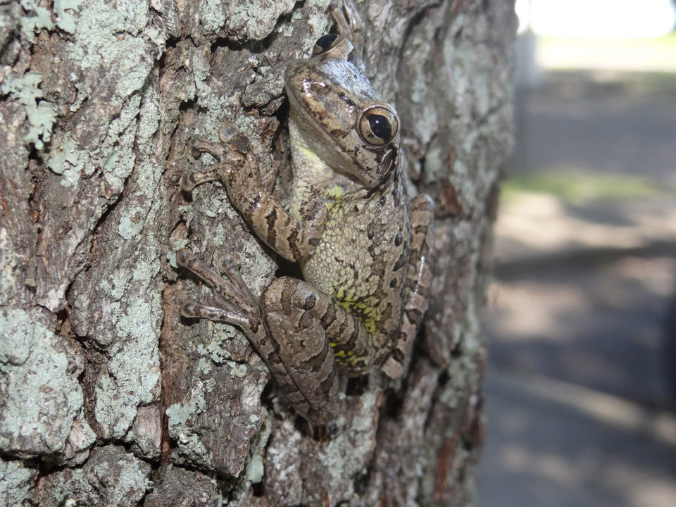 Poisonous Cuban treefrog invades Audubon Park, Zoo, Environment