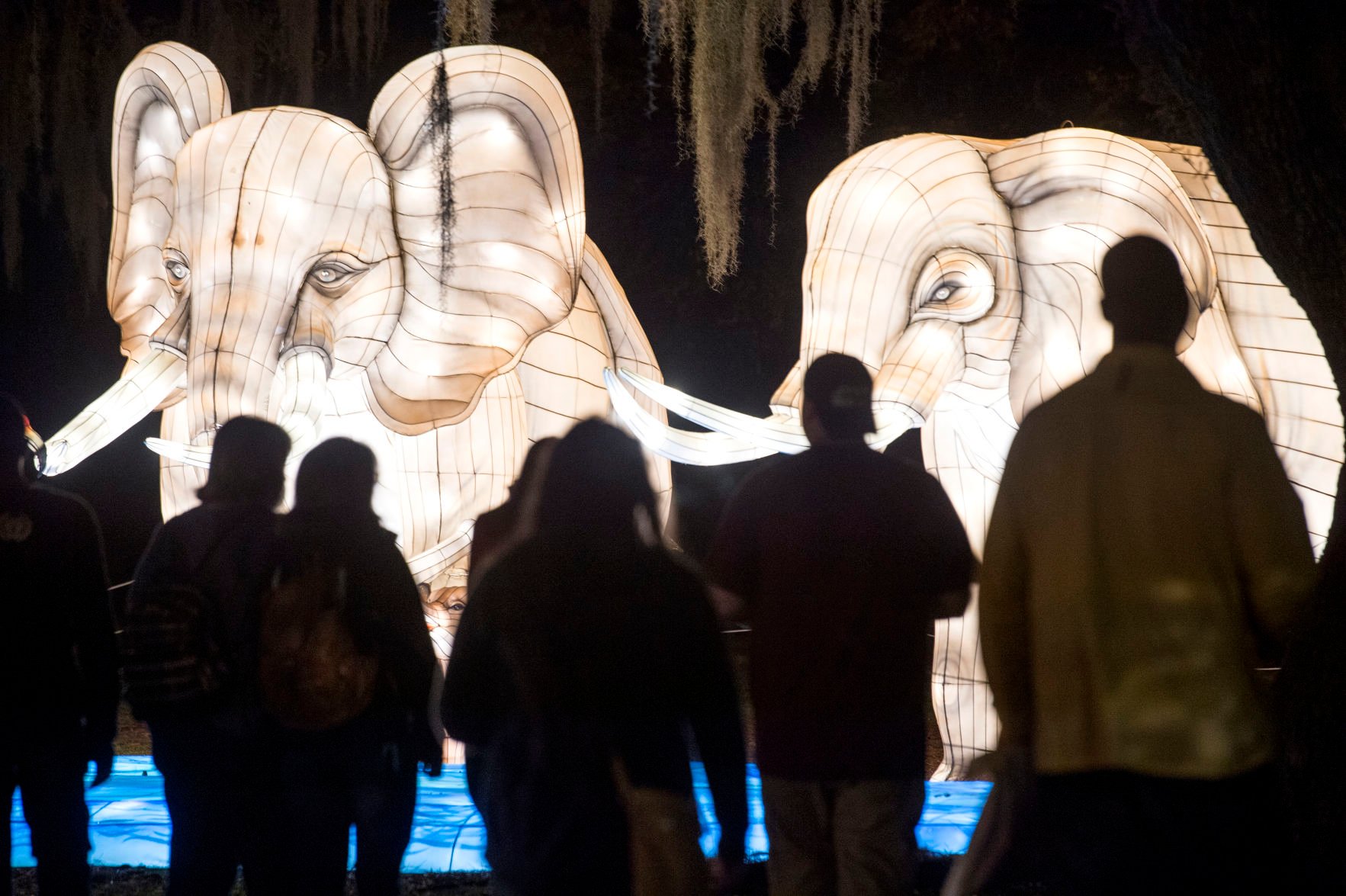 Photos Audubon Zoo lights up the holidays for lions, tigers, and