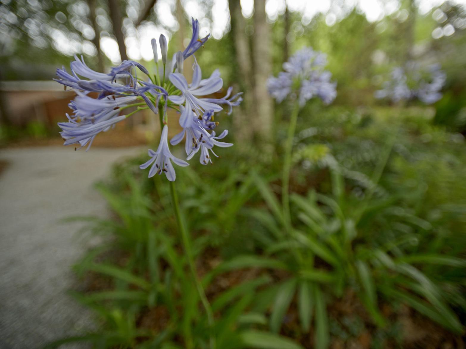Trim back damaged foliage on agapanthus after brutal heat | Home/Garden |  nola.com