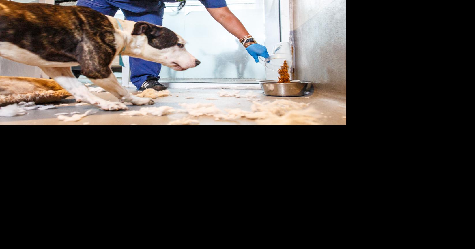 New Orleans budget cuts impact LA SPCA services, spark concern