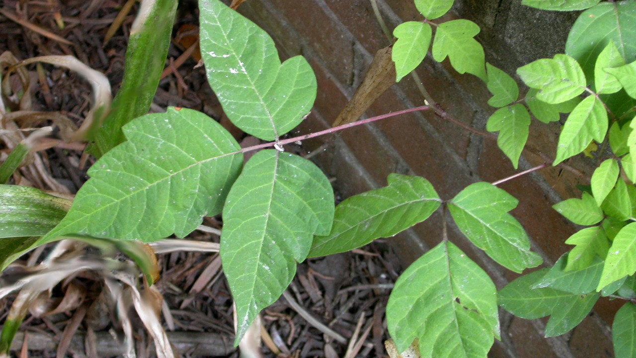 Poison Ivy How To Identify And Kill It Without Damaging Other Plants Home Garden Nola Com,Coin Dealers Near Me Now