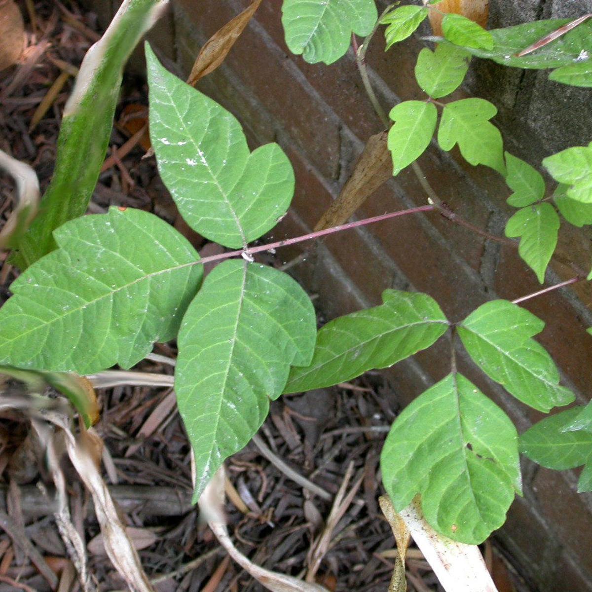 How to Safely Remove Poison Ivy