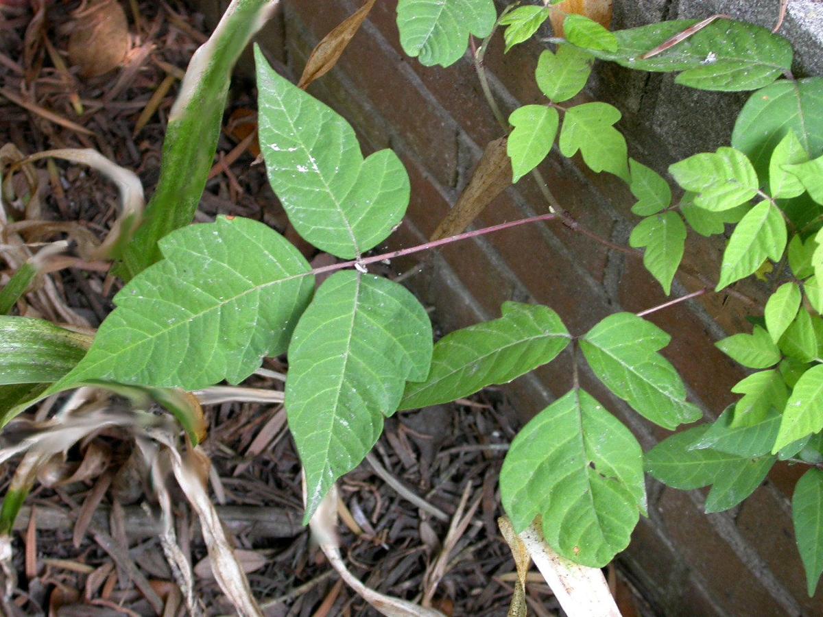 Poison Ivy How To Identify And Kill It Without Damaging Other Plants