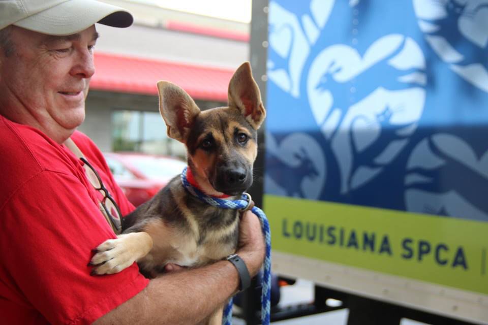 Louisiana Spca Making Room At Algiers Facility For Animals Displaced By Hurricane Harvey News Nola Com