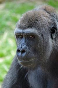 Audubon Zoo Says New Male Gorilla Is Very Inquisitive Archive Nola Com