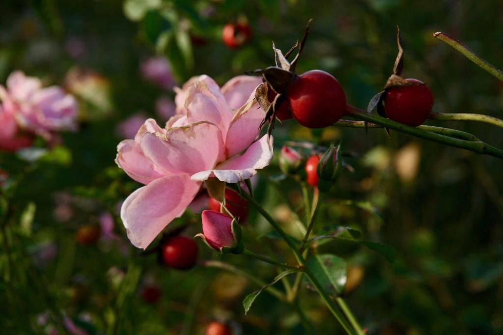 Those pods on roses bushes? They hold seeds, so clip them off to keep the  plant focused on flowering | Home/Garden | nola.com