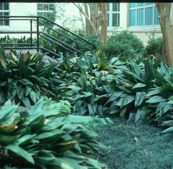 How and when to cut back cast iron plants in South Louisiana Home