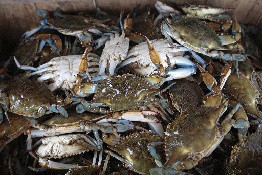 louisiana blue crab