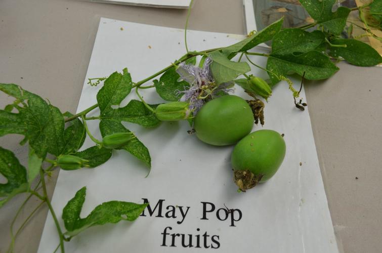 Botanist on the hunt for edible wild plants Home/Garden