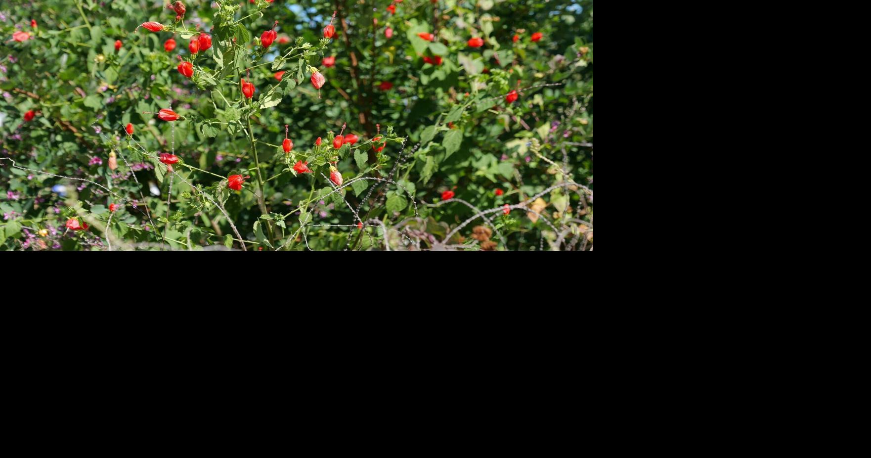 Perennial powerhouse: Why Turk’s cap could become a favorite in your Louisiana garden