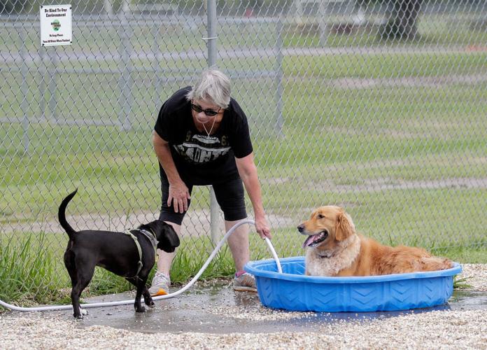 11 tips to keep your dogs safe in the heat Archive