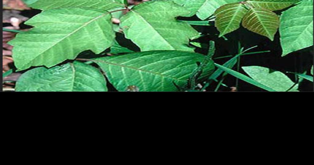 'Leaves of three, let them be' Scratch out poison ivy plants before they can make you itch