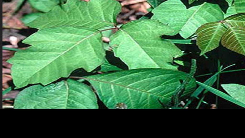 Leaves Of Three Let Them Be Scratch Out Poison Ivy Plants Before They Can Make You Itch Home Garden Nola Com