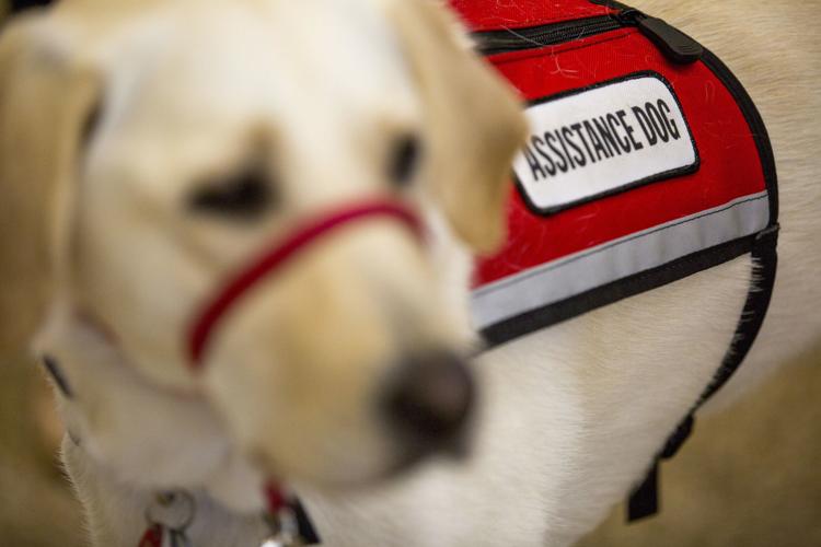 Juvenile Court #39 s newest member Suzie the dog helps bring justice to