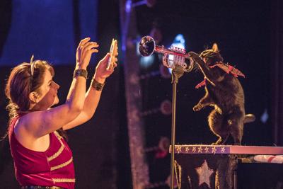 The Acro Cats Return To New Orleans For A December Residency At