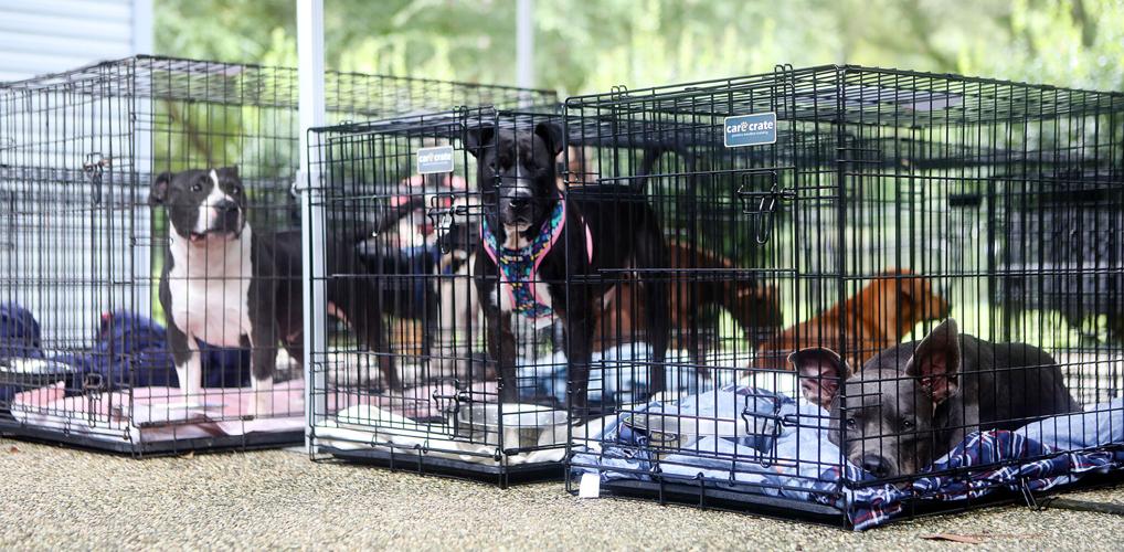 Northshore humane society rob allen centene center